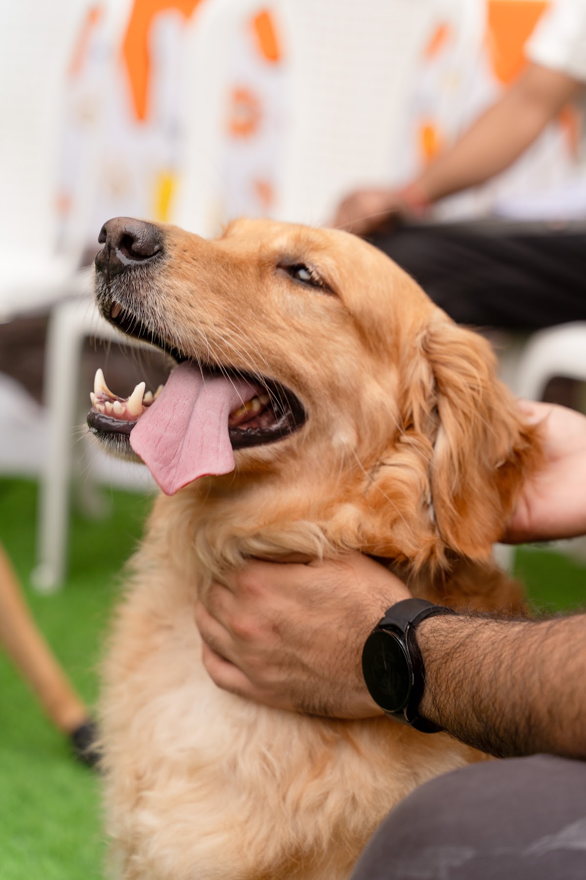 M&M Waggy Tales |Dog Homestay|Boarding|Pet Grooming|Vet Clinic|Store|Pet Training|Pet Pool|Pet Parties&Events|Pick up & Drop